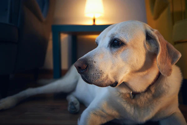 Relax Your Dog