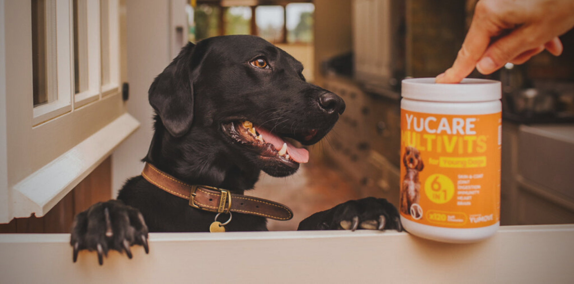 Finding Treasures and Pets Through Online Marketplaces
